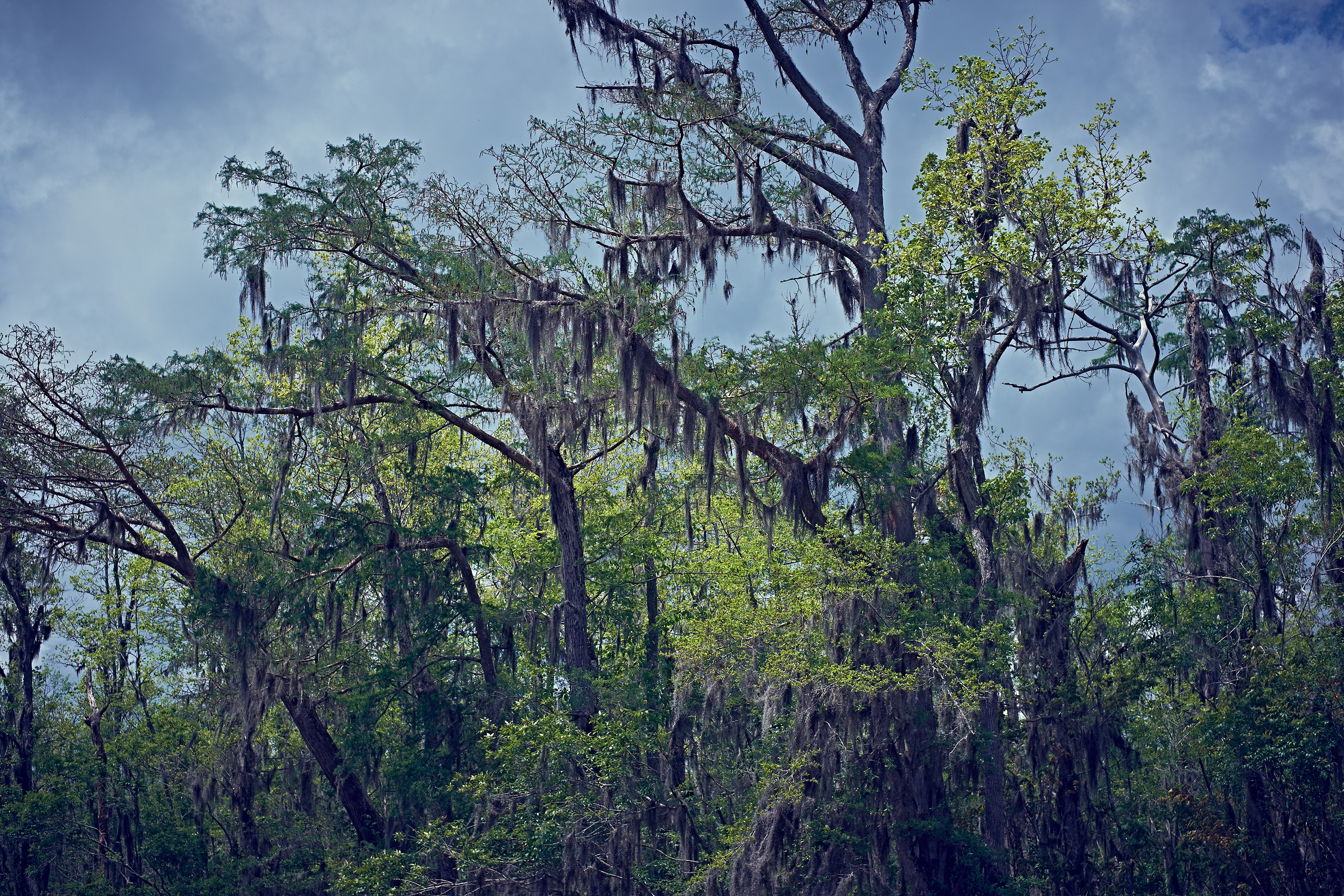 Deep South / Swamp Tree